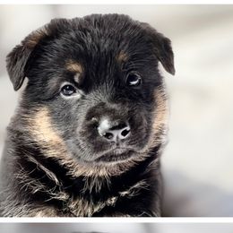 Girl 2 - Black and tan female German Shepherd puppy in Newburyport, Massachusetts from Runchkin Hill Farm and Kennel