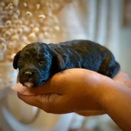 Twinkie - Black female Cockapoo puppy in Palm Beach County, Florida from Benji’s Cockapoos