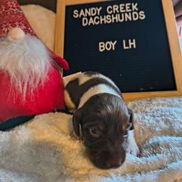 Hershey - Chocolate male Dachshund puppy in Rosanky, Texas from Sandy Creek Minatare Dachshunds