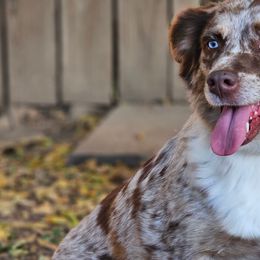 Lulu - Miniature Australian Shepherd