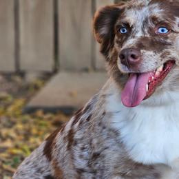 Lulu - Miniature Australian Shepherd