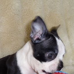 Boston Terriers from AtlantisBostonTerriers