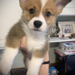 Boy 1 - Red male Pembroke Welsh Corgi puppy in Cumming, Georgia from Carter’s Corgis LLC