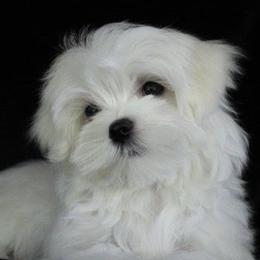 Maltese from Angel-Lite Maltese