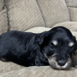 Arti - Black and silver male Miniature Schnauzer puppy in Plaucheville, Louisiana from Honey Doux Southern Paws