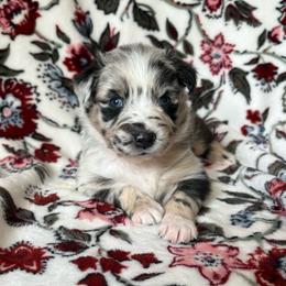 Whiskey - Blue merle male Australian Shepherd puppy in Dardanelle, Arkansas from Whispering Willow Ranch