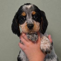 Bear - Tri-Roan male English Springer Spaniel puppy in Fort White, Florida from Thunderbird Springers