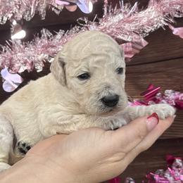 Lexi - White female Poodle puppy in Roseville, California from Aura & Luxe Poodles