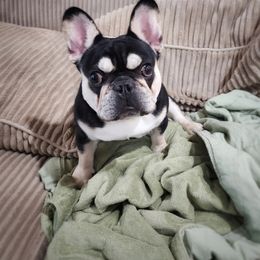 Boy 3 - Black and tan French Bulldog puppy in Ventura County, California from Tubby Frenchies