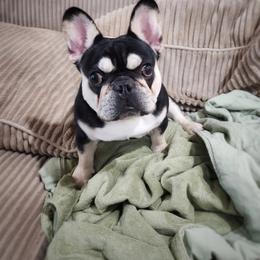 Boy 3 - Black and tan French Bulldog puppy in Ventura County, California from Tubby Frenchies