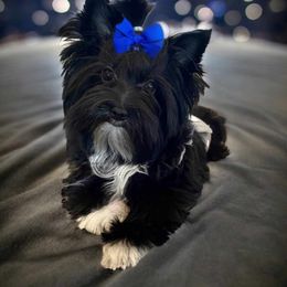 Tux - Yorkshire Terrier