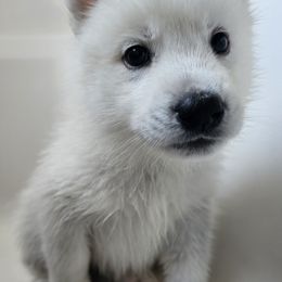 Pomsky Puppies from Peoria Pomskies