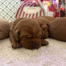 Pink - Yellow female Labrador Retriever puppy in Canton, Georgia from Dukes Retirevers