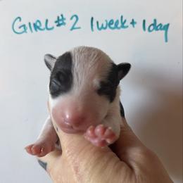 Girl 2 - White female Miniature Bull Terrier puppy in Los Angeles, California from Triumph Miniature Bull Terriers