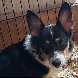 Walnut - Pembroke Welsh Corgi