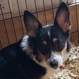 Walnut - Pembroke Welsh Corgi