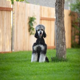 Elsie - Poodle