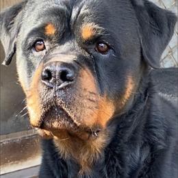 Rottweiler All Grown Up from Von Decker Rottweilers
