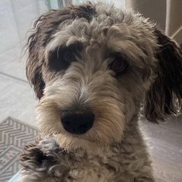Aussiedoodle and Poodle Puppies from Socal Aussiedoodles