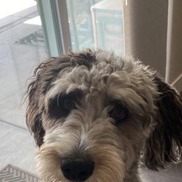 Aussiedoodle and Poodle Puppies from Socal Aussiedoodles