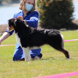 Shadow  - Australian Shepherd