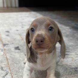 Pickles - Piebald male Dachshund puppy in Clovis, California from Lil Sausage Co