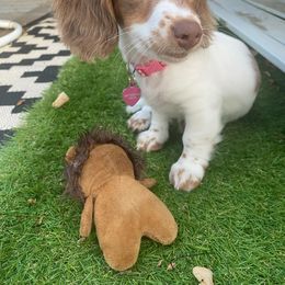 Dachshund All Grown Up from Creme de la Creme dachshunds
