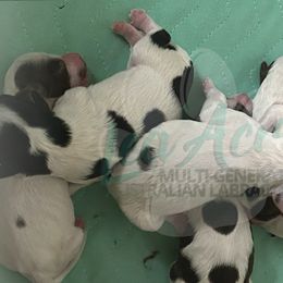 Australian Labradoodle Puppies from Lea Acres Australian Labradoodles