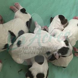 Australian Labradoodle Puppies from Lea Acres Australian Labradoodles