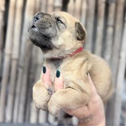 Eric - Fawn male Chinese Shar-Pei puppy in Lehigh Acres, Florida from Florida Wrinkles