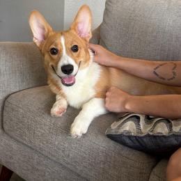 Chili - Fawn male Pembroke Welsh Corgi puppy in Grand Junction, Colorado from Mount Garfield Corgis