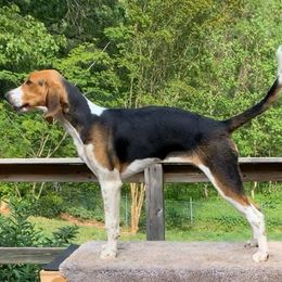 American Foxhounds from Cedarwood Kennels