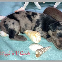 Dachshund and Pug Puppies from Wiggle'n V Ranch