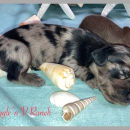 Dachshund and Pug Puppies from Wiggle'n V Ranch