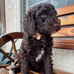 Poodle Puppies from LUCKY 7 LITTER