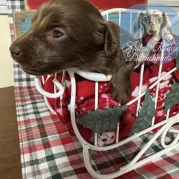 Lulu - Chocolate female Dachshund puppy in Adamsville, Tennessee from Shiloh Ridge Dachshunds
