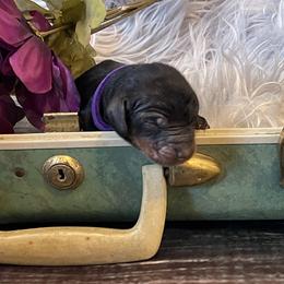 Dachshund and Poodle Puppies from Southbound Kennel