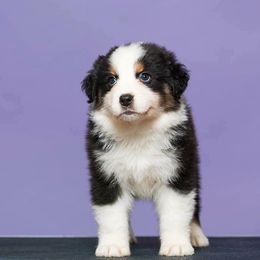 Australian Shepherd Puppies from Sakari Australian Shepherds
