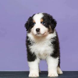 Australian Shepherd Puppies from Sakari Australian Shepherds