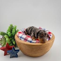 Sutton AKC - Dapple female Dachshund puppy in Erick, Oklahoma from 4-L Backyard Dach
