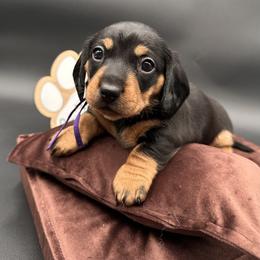 Kimi - Black and tan female Dachshund puppy in Ben Wheeler, Texas from P&P Dachshunds