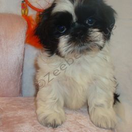 Shih Tzu Puppies from Zeebee Tzus