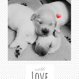 Golden Retriever Puppies from Ruff Life Goldens