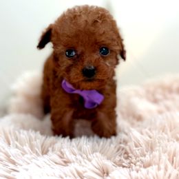 Girl 2 - female Poodle puppy in Gilbert, Arizona from My Poodle Bears