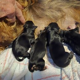 DUKE - Black and tan male Yorkshire Terrier puppy in Zuni, Virginia from Serendipity Yorkies