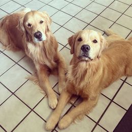 Golden Retriever Puppies from Golden Hour Golden Retrievers