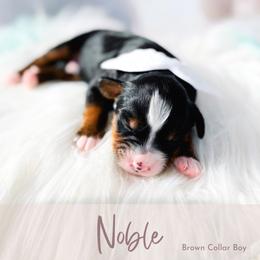 Noble - Tri-color male Bernedoodle puppy in Mahomet, Illinois from Jordan Family Doodles