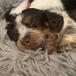 English Springer Spaniel Puppies from M L Springers