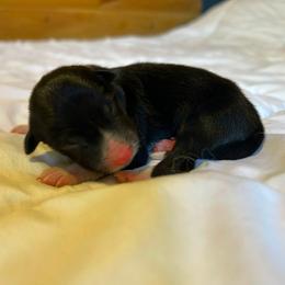 Naomi - Tri-color female Border Collie puppy in Franklin, Maine from Broad Meadow Borders