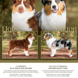 Australian Shepherd puppies from Trinity Aussies